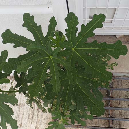 Ficus carica \ Feigenbaum / Fig, GR Euboea (Evia), Loutra Edipsos 29.8.2017