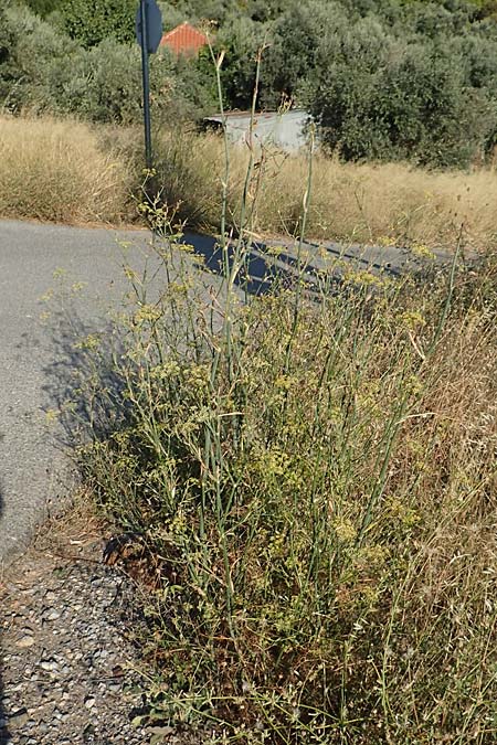 Foeniculum vulgare / Fennel, GR Euboea (Evia), Limni 31.8.2017