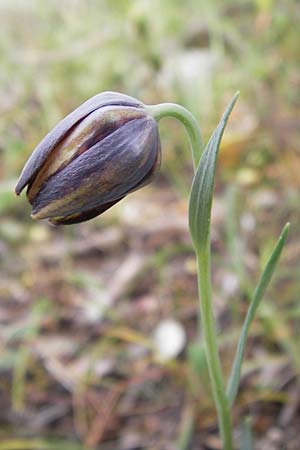 Fritillaria graeca \ Griechische Schachblume / Greek Fritillary, GR Hymettos 2.4.2013