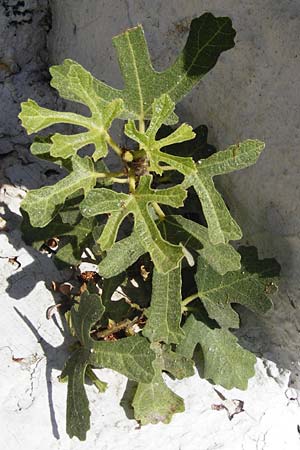 Ficus carica \ Feigenbaum / Fig, GR Athen 26.8.2014