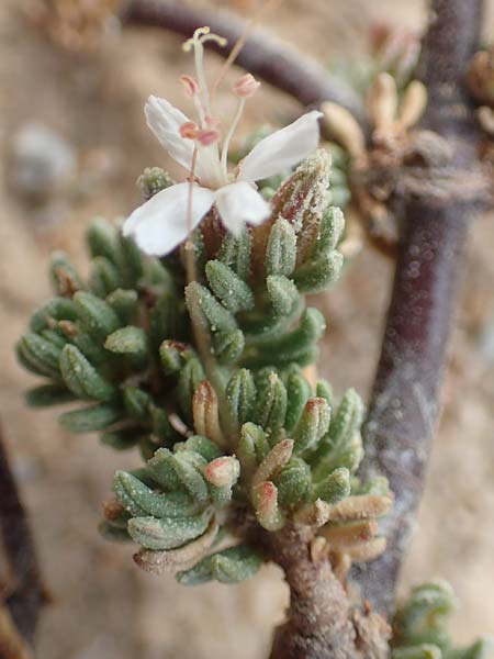 Frankenia hirsuta / Hairy Sea Heath, GR Euboea (Evia), Loutra Edipsos 29.8.2017
