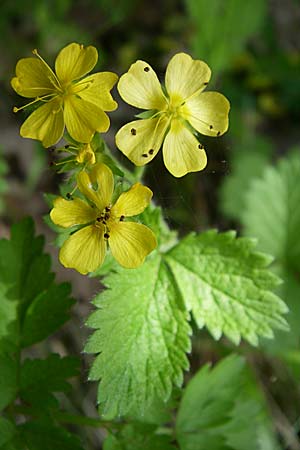 Aremonia agrimonoides \ Nelkenwurz-Odermennig / Bastard Agrimony, GR Zagoria, Negades 18.5.2008