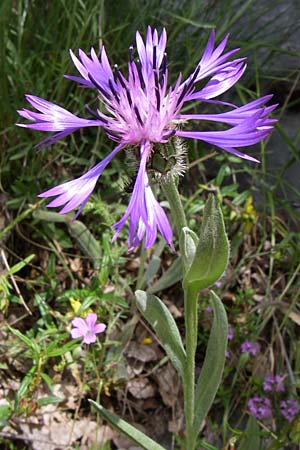 Centaurea triumfettii \ Triumfettis Flockenblume, Filz-Kornblume, GR Zagoria, Monodendri 19.5.2008