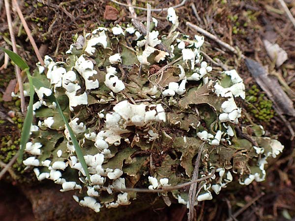 Cladonia convoluta \ Gelbliche Lagerschuppen-Flechte / Lichen, GR Hymettos 20.3.2019