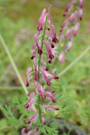 Fumaria officinalis \ Echter Erdrauch / Common Fumitory, GR Athen, Mount Egaleo 10.4.2019