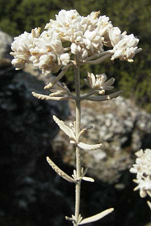 Teucrium capitatum \ Kopfiger Gamander / Cat-Thyme Germander, GR Meteora 28.8.2007