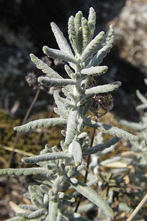 Teucrium capitatum \ Kopfiger Gamander, GR Meteora 28.8.2007