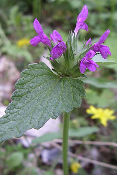 Stachys serbica \ Serbischer Ziest / Serbian Woundwort, GR Zagoria, Vikos - Schlucht / Gorge 15.5.2008