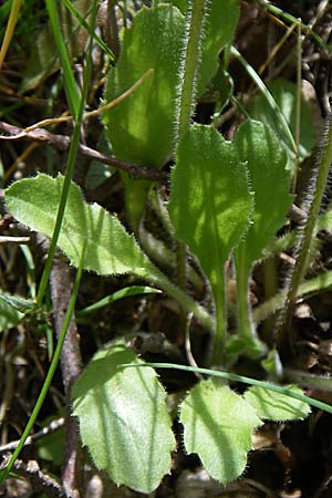 Bellis perennis \ Gnseblmchen, Tausendschn, GR Zagoria, Mikro Papingko 17.5.2008