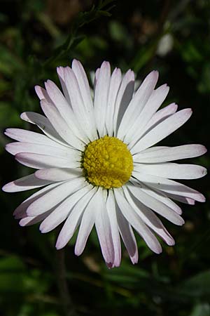 Bellis perennis \ Gnseblmchen, Tausendschn / Common Daisy, GR Zagoria, Mikro Papingko 17.5.2008