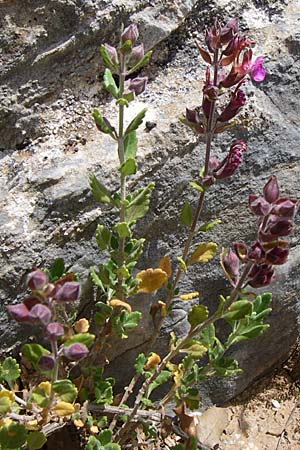 Teucrium chamaedrys / Wall Germander, GR Hymettos 20.5.2008