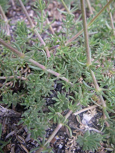 Galium melanantherum \ Labkraut, GR Parnitha 22.5.2008