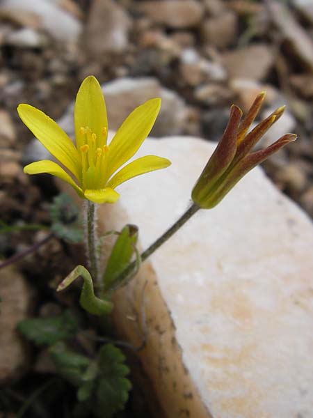 Gagea reticulata \ Netz-Gelbstern / Mesh Star of Bethlehem, GR Parnitha 3.4.2013