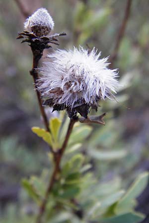 Globularia alypum / Wild Senna, GR Hymettos 26.8.2014