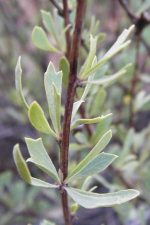 Globularia alypum / Wild Senna, GR Hymettos 26.8.2014