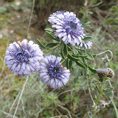 Globularia alypum \ Strauchige Kugelblume / Wild Senna, GR Hymettos 20.3.2019