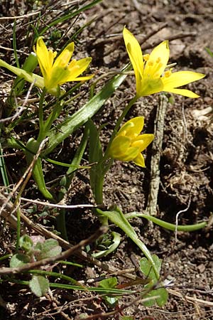 Gagea amblyopetala \ Gelbstern, GR Parnitha 22.3.2019