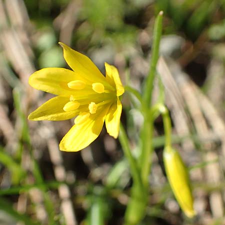 Gagea amblyopetala \ Gelbstern, GR Parnitha 22.3.2019