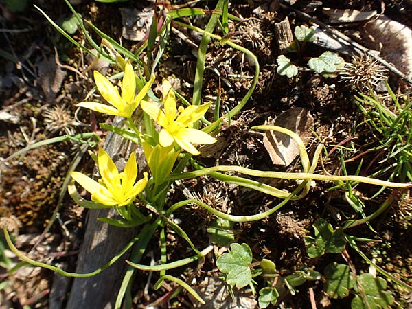 Gagea amblyopetala \ Gelbstern, GR Parnitha 22.3.2019