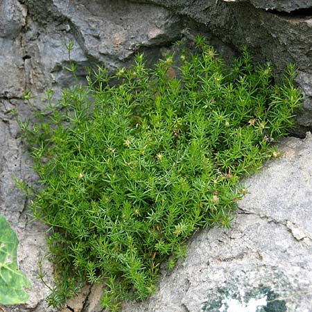 Galium melanantherum \ Labkraut, GR Akrokorinth 27.3.2011 (Photo: Gisela Nikolopoulou)