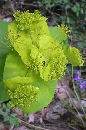 Smyrnium perfoliatum \ Durchwachsene Gelbdolde / Perfoliate Alexanders, GR Zagoria, Vikos - Schlucht / Gorge 15.5.2008