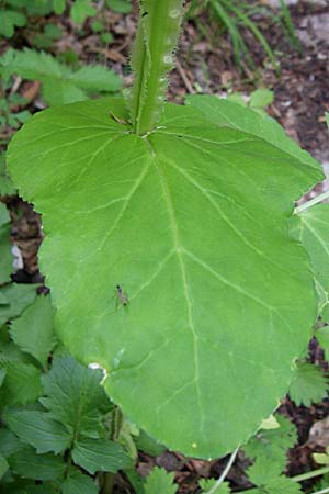 Smyrnium perfoliatum \ Durchwachsene Gelbdolde / Perfoliate Alexanders, GR Zagoria, Vikos - Schlucht / Gorge 15.5.2008