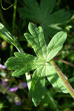Geranium pyrenaicum \ Pyrenen-Storchschnabel, GR Zagoria, Monodendri 15.5.2008