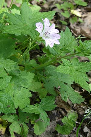 Geranium versicolor \ Verschiedenfarbiger Storchschnabel / Pencilled Crane's-Bill, GR Zagoria, Kipi 18.5.2008