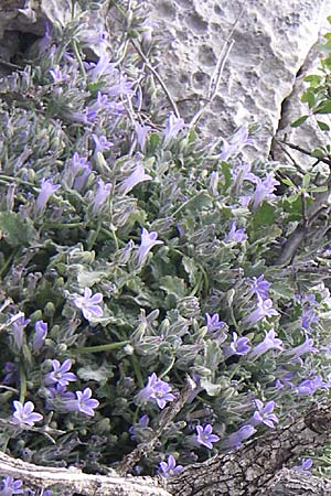 Campanula celsii \ Cels' Glockenblume, GR Hymettos 20.5.2008