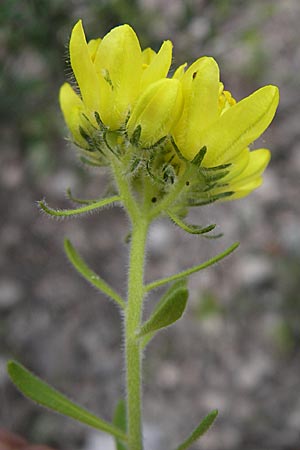 Haplophyllum coronatum \ Kronen-Haplophyllum, GR Igoumenitsa 13.5.2008