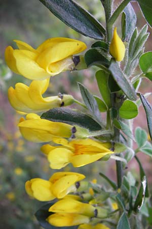 Calicotome villosa \ Behaarter Dorn-Ginster / Hairy Thorny Broom, GR Peloponnes, Apollon Tempel von Bassae / Peloponnese, Apollon Temple of Bassae 29.3.2013