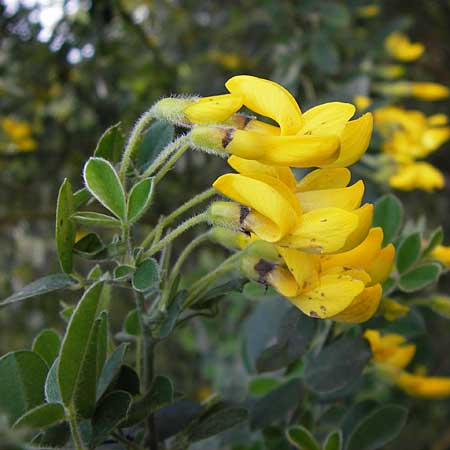 Calicotome villosa \ Behaarter Dorn-Ginster / Hairy Thorny Broom, GR Peloponnes, Apollon Tempel von Bassae / Peloponnese, Apollon Temple of Bassae 29.3.2013