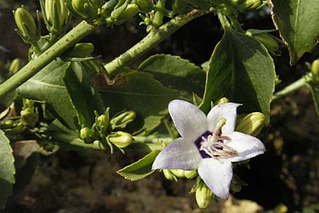 Campanula versicolor \ Verschiedenfarbige Glockenblume, GR Vikos 26.8.2007