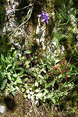 Campanula ramosissima \ Verzweigte Glockenblume / Branched Bellflower, GR Zagoria, Vikos - Schlucht / Gorge 15.5.2008