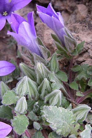 Campanula celsii \ Cels' Glockenblume / Cels' Bellflower, GR Peloponnes, Zarouchla Tal / Valley 19.5.2008