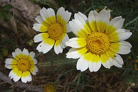 Glebionis coronaria \ Kronen-Wucherblume / Crown Daisy, GR Athen 21.5.2008