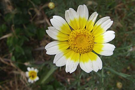 Glebionis coronaria \ Kronen-Wucherblume, GR Athen 21.5.2008