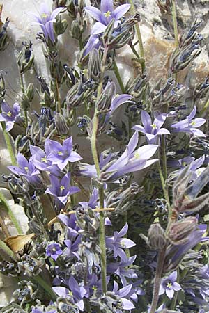 Campanula celsii subsp. parnesia \ Parnitha-Glockenblume / Parnitha Bellflower, GR Parnitha 22.5.2008