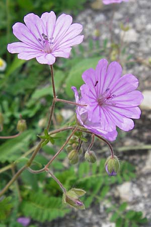 Geranium pyrenaicum \ Pyrenen-Storchschnabel / Hedge-Row Crane's-Bill, GR Peloponnes, Kalogria 27.3.2013