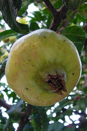 Punica granatum \ Granatapfel, GR Athen 26.8.2014