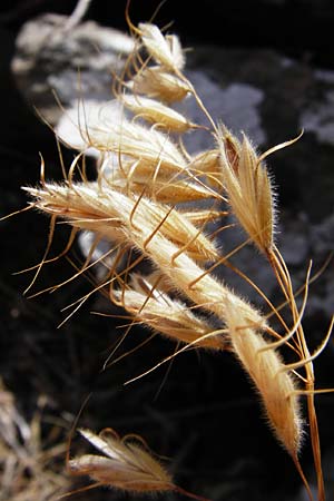 Bromus lanceolatus \ Spreizende Trespe / Mediterranean Brome, GR Euboea (Evia), Styra 31.8.2014