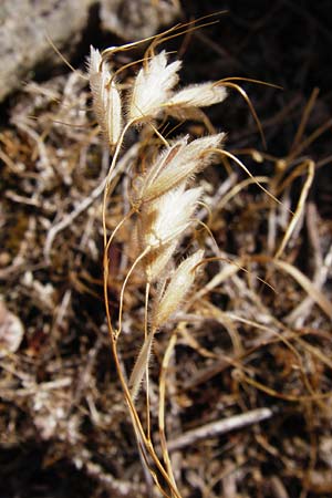 Bromus lanceolatus \ Spreizende Trespe / Mediterranean Brome, GR Euboea (Evia), Styra 31.8.2014