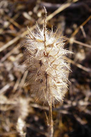 Trifolium stellatum \ Stern-Klee, GR Hymettos 26.8.2014