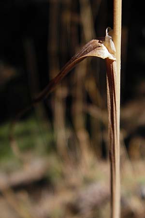 Dactylis polygama / Slender Cocksfoot Grass, GR Parnitha 1.9.2014