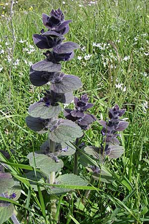 Ajuga orientalis \ stlicher Gnsel, Orientalischer Gnsel / Eastern Bugle, GR Timfi 17.5.2008