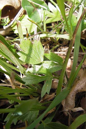 Ranunculus paludosus / Fan-Leaved Buttercup, Jersey Buttercup, GR Peloponnese, Strofilia Forest near Kalogria 27.3.2013