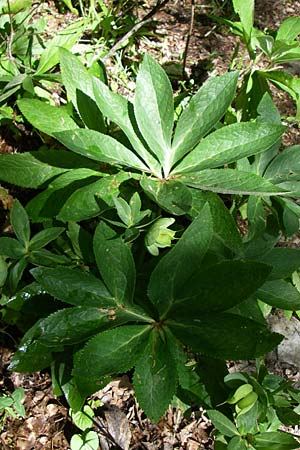 Helleborus cyclophyllus \ Kreisblttrige Nieswurz / Greek Hellebore, GR Zagoria, Vikos - Schlucht / Gorge 15.5.2008