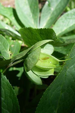 Helleborus cyclophyllus \ Kreisblttrige Nieswurz / Greek Hellebore, GR Zagoria, Vikos - Schlucht / Gorge 15.5.2008