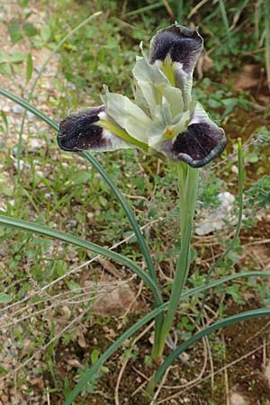 Iris tuberosa \ Hermesfinger / Snake's-Head Iris, GR Hymettos 20.3.2019