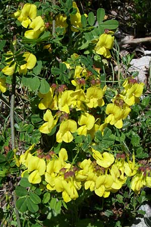 Hippocrepis emerus \ Strauchwicke / Scorpion Senna, GR Zagoria, Vikos - Schlucht / Gorge 15.5.2008